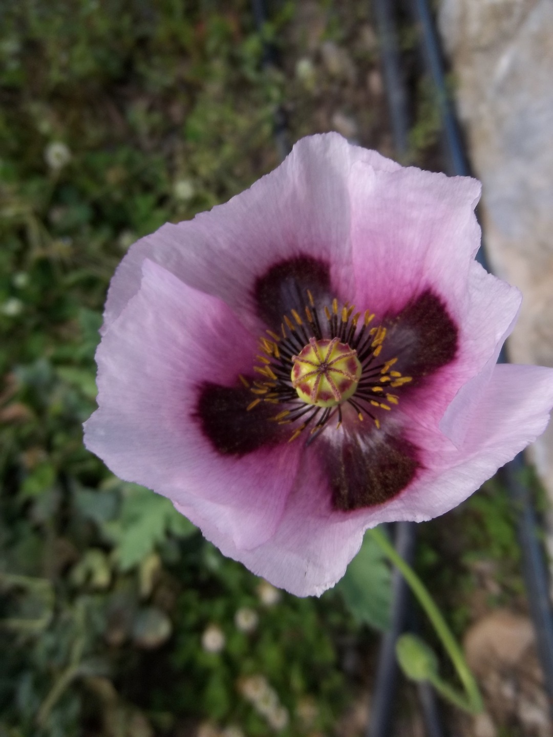 Papaver setigerum
